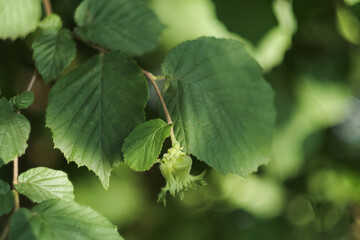Gr&uuml;ne frische Haselnuss und gr&uuml;ne Bl&auml;tter an einem Strauch / Baum