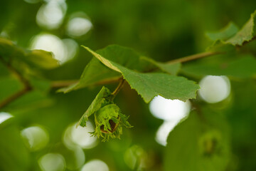 Haselnüsse im Gegenlich zwischen grünen Blättern im Strauch / Baum - Haselnuss und grüne...