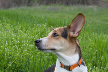 Cute dog in a collar on a walk. Outdoors on a green spring meadow.
