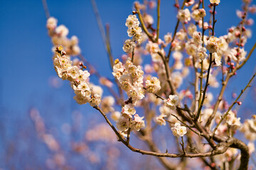 梅の花