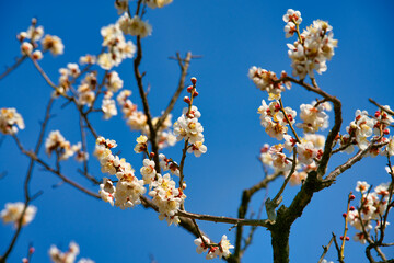 梅の花