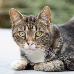 Close up head shot of cat