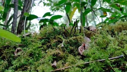 the grass in the forest