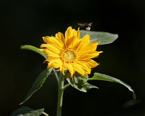Sunflower with insect isolated on black background