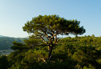 tree in the mountains