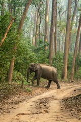 wild asian elephant or tusker walking in sal forest and natural green background in winter season...