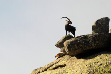 Cabras monteses en la sierra de gredos. Avila.España