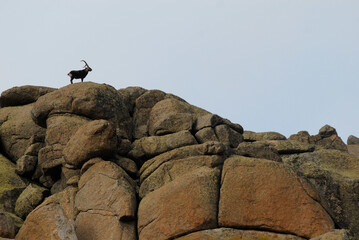 Cabras monteses en la sierra de gredos. Avila.España