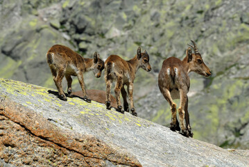 Cabras monteses en la sierra de gredos. Avila.España
