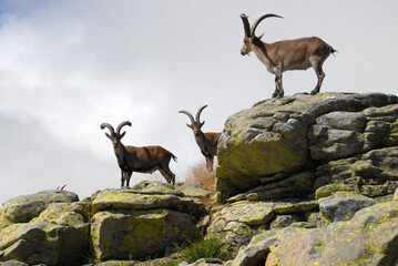 Cabras monteses en la sierra de gredos. Avila.España