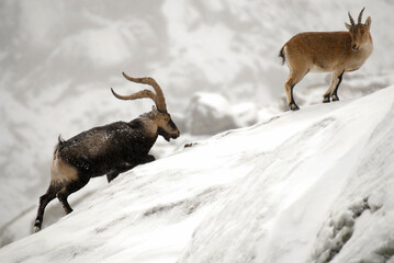 Cabras monteses en la sierra de gredos. Avila.Espa&ntilde;a