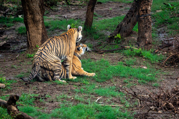 Two wild bengal tiger pair making love mating or courtship Behaviour in beautiful monsoon green background at national park or reserve forest of central india