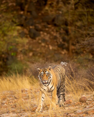 wild bengal male tiger walking head on in natural scenic background in summer season at ranthambore national park or tiger reserve sawai madhopur rajasthan india - panthera tigris tigris
