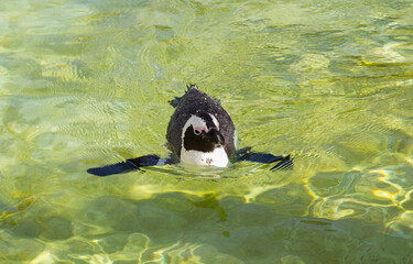 African penguin (Cape penguin) swimming in clear water at Wilhelma zoological garden, Stuttgart, Germany