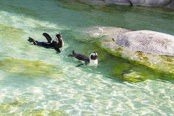 African penguins (Cape penguin) swimming in clear water at Wilhelma zoological garden, Stuttgart,...