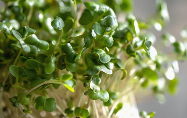 Radish microgreens. with seeds and roots. Germination of microgreens. Germination of seeds at home.