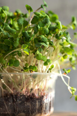 Radish microgreens. with seeds and roots. Germination of microgreens. Germination of seeds at home.