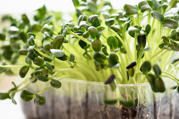 Radish microgreens. with seeds and roots. Germination of microgreens. Germination of seeds at home.