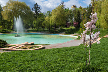 Kamianets-Podilskyi,  Khmelnytsky region, Ukraine. Beautiful spring city park with  blossoming sakura or cherry blossom tree near fountain.