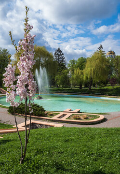 Kamianets-Podilskyi,  Khmelnytsky region, Ukraine. Beautiful spring city park with  blossoming sakura or cherry blossom tree near fountain.