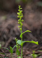 Gennaria diphylla, Two-leaved, Two leaved Gennaria orchid, Andalusia, Spain