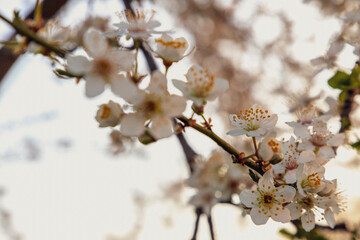 White cherry blossom tree at sunrise