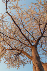 White cherry blossom tree at sunrise