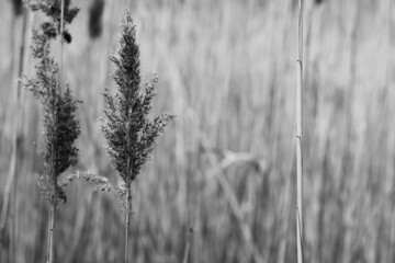Fototapeta premium reed in the wind