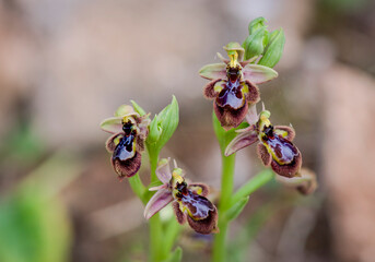 Ophrys x castroviejoi, Hybrid wild orchid Ophrys scolopax x Ophrys speculum, Andalusia, Spain.