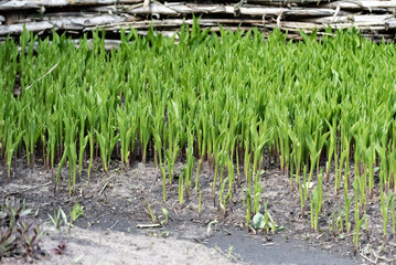 Densely growing lilies of the valley before flowering. Plants with fresh green leaves and curled flower buds.