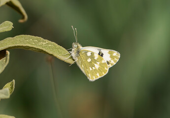 Bath white butterfly, Pontia daplidice, underwings, resting on flower.
