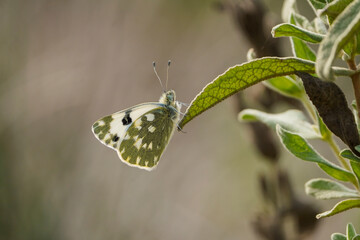 Bath white butterfly, Pontia daplidice, underwings, resting on flower.