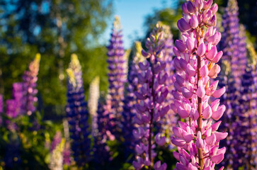 Lupine. Garden plant. Flowers close up