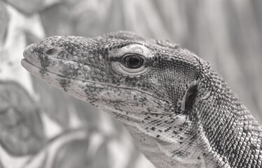 Portrait of a big lizard in the zoo.