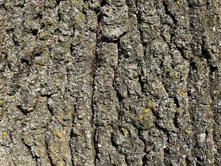 Pine tree bark texture with powerful natural pattern