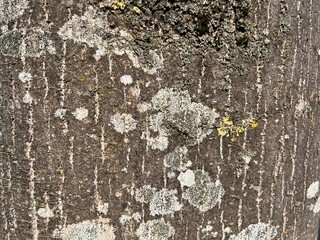 Tree bark texture with powerful natural pattern