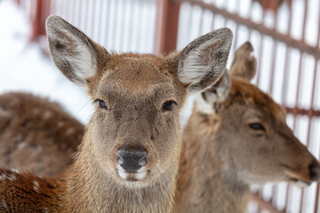 Deer portrait in the zoo.