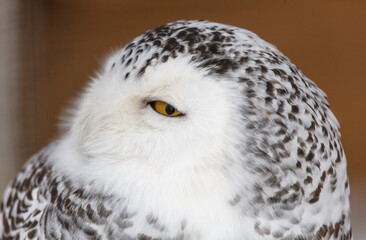 Portrait of a sleeping owl
