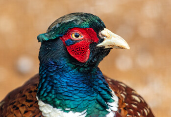 Portrait of a pheasant in the zoo.