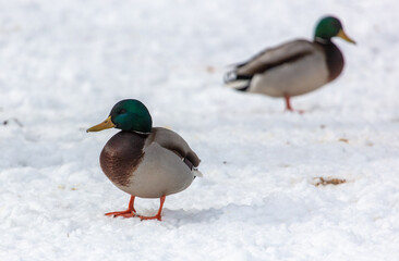 Portrait of a duck in the snow