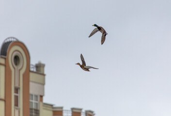 Two ducks in flight in the sky.