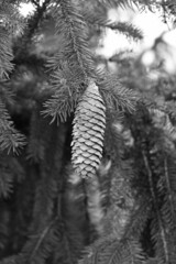 pine cone hanging on the tree