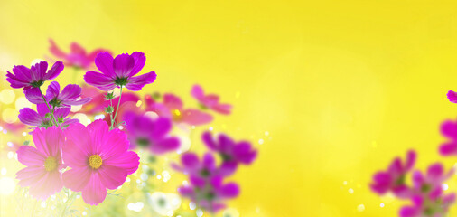 Obraz na płótnie Canvas Cosmos pink flowers
