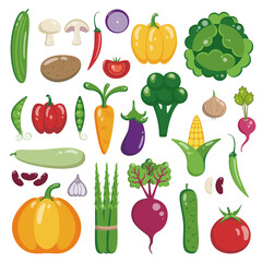Vector flat illustration of variety of vegetables. Healthy eating. Food for vegetarians. Pumpkin, broccoli, zucchini, asparagus, eggplant and other vegetables on a white background.