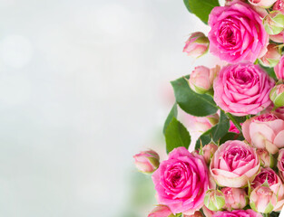 Fototapeta premium border of fresh pink roses close up