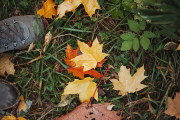 Yellow and orange maple leaves on the ground. Golden autumn 