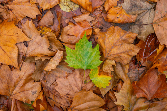Green leaf in fallen brown leaves. Being different concept.