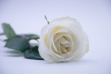 Rosa blanca en fondo blanco