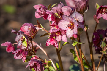 Hellebore flowers in arboretum, springtime outdoor scene