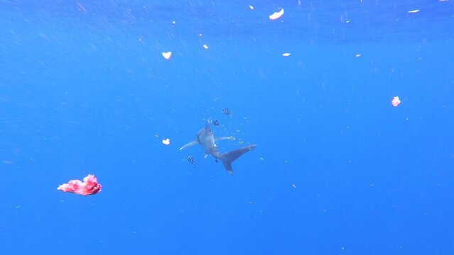 Shark wounded by plastic fishing net swims in search of tuna fish against blue background of underwater ocean abyss, surrounded by school of fish. Plastic pollution. Ecological disaster in the wild.